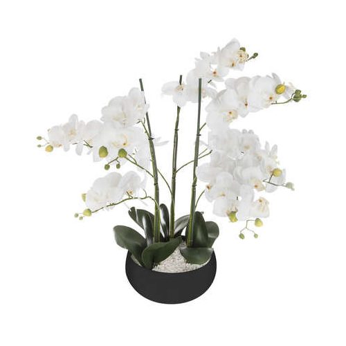 Orchidea fekete kaspóban 65cm